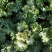 冬季抗冻草花羽衣甘蓝