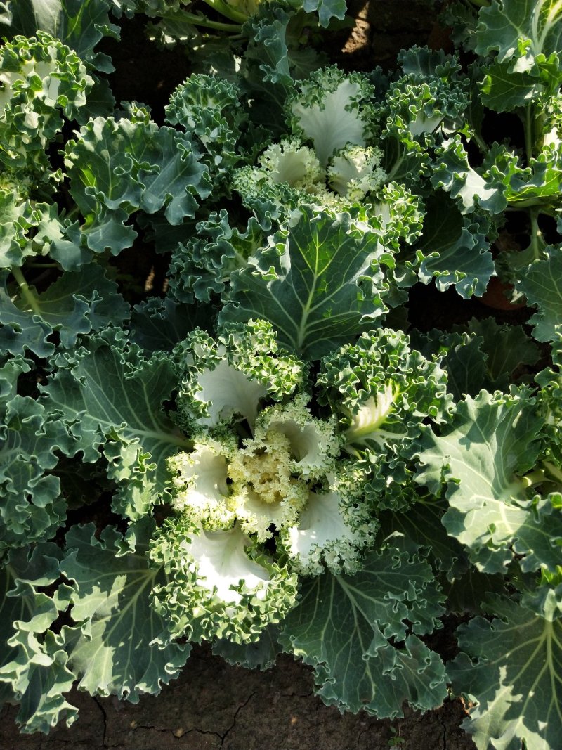 冬季抗冻草花羽衣甘蓝