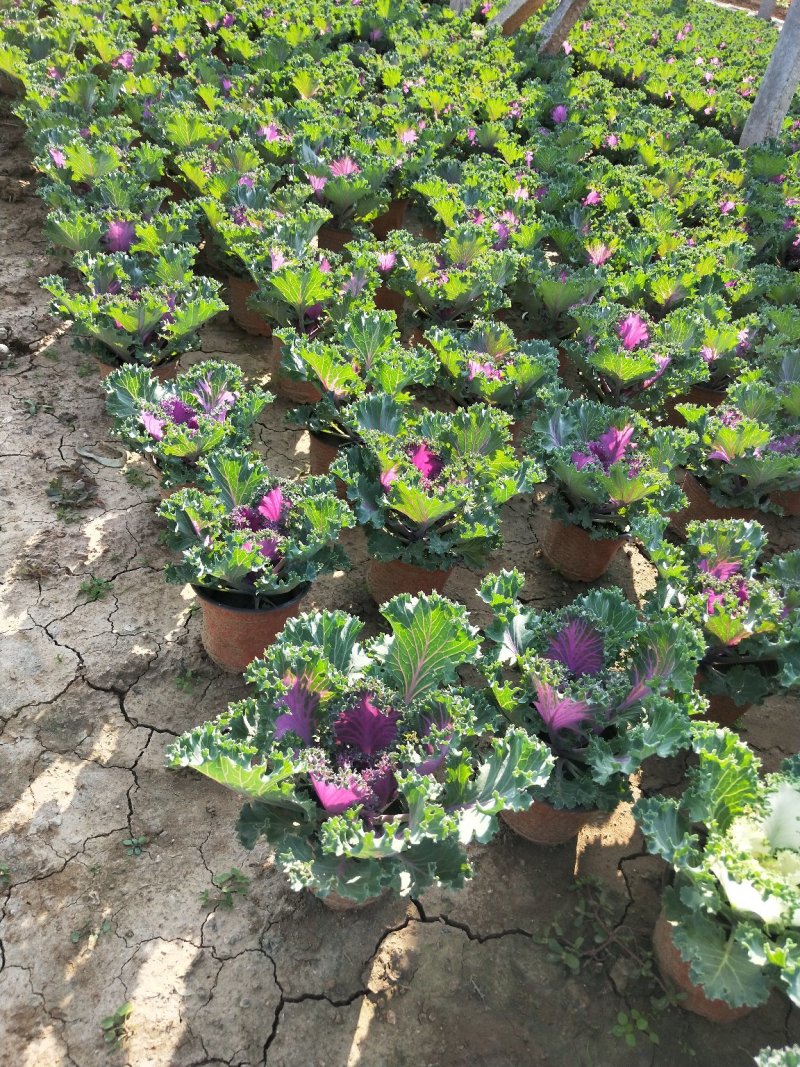 冬季抗冻草花羽衣甘蓝