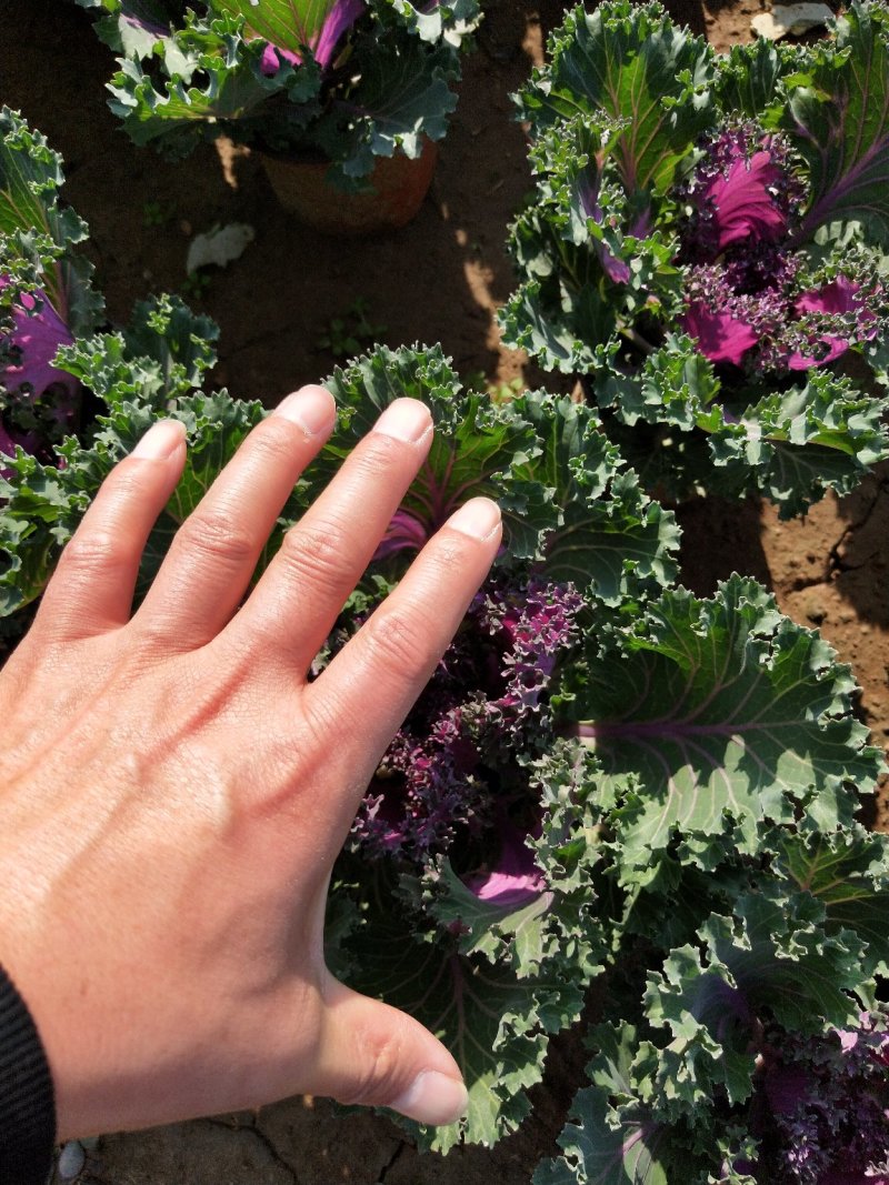 冬季抗冻草花羽衣甘蓝