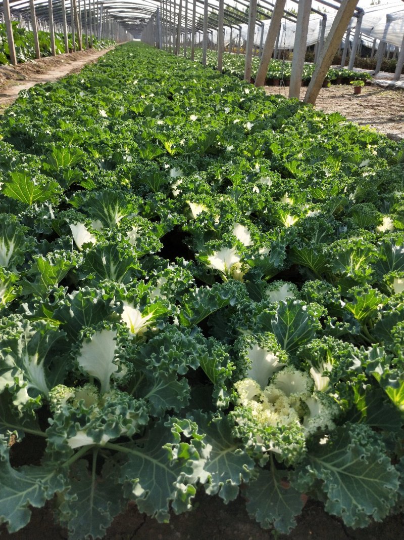 冬季抗冻草花羽衣甘蓝