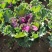 冬季抗冻草花羽衣甘蓝