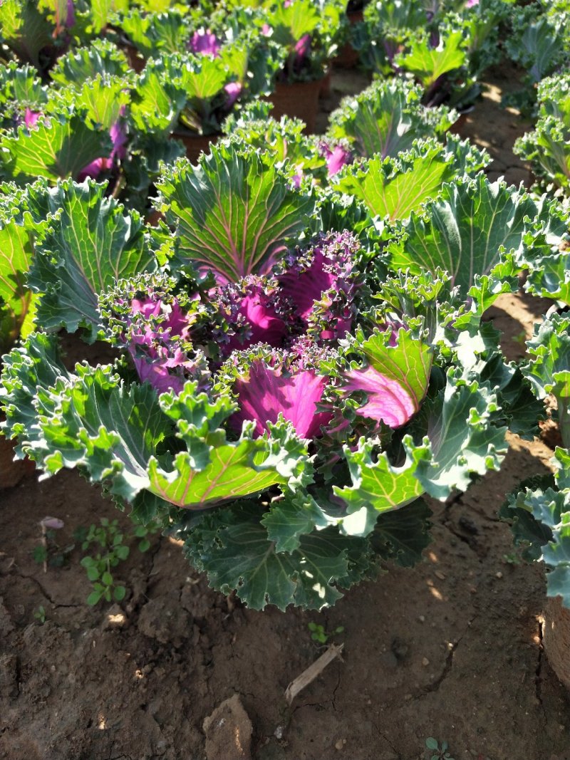 冬季抗冻草花羽衣甘蓝