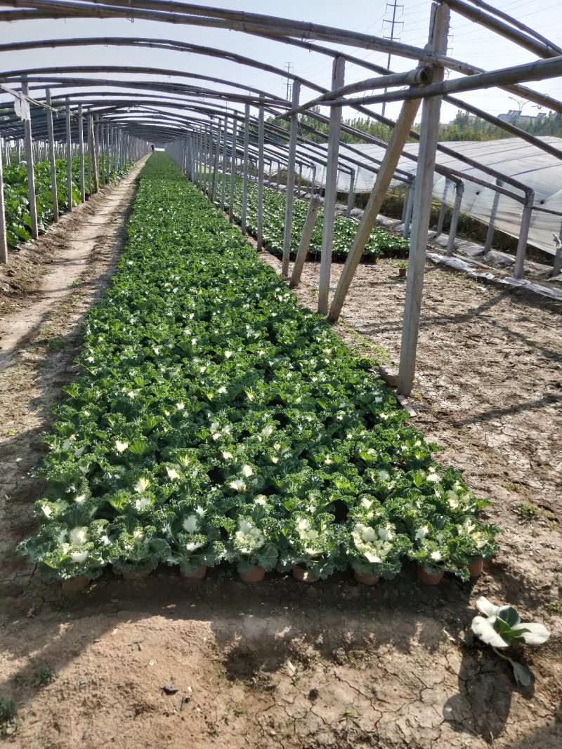 冬季抗冻草花羽衣甘蓝
