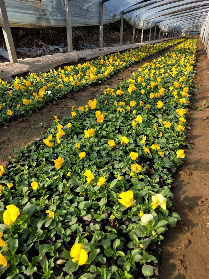 山东青州常年供应时令草花冬季抗冻草花系列三色堇