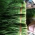 韭菜二三茬叶面青秀无干尖茎粗青色捆把4到