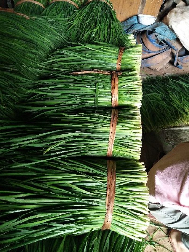 韭菜二三茬叶面青秀无干尖茎粗青色捆把4到