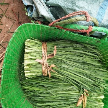 韭菜二三茬叶面青秀无干尖茎粗青色捆把4到