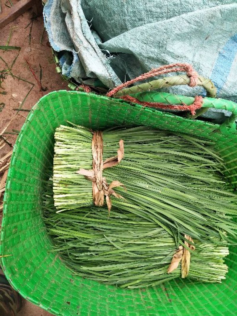 韭菜二三茬叶面青秀无干尖茎粗青色捆把4到