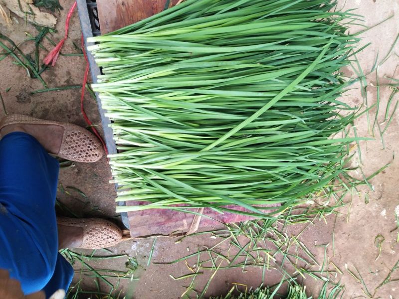 韭菜二三茬叶面青秀无干尖茎粗青色捆把4到