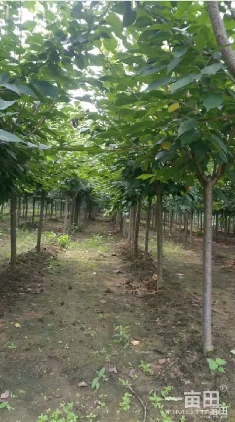 樱花树小苗一25公分