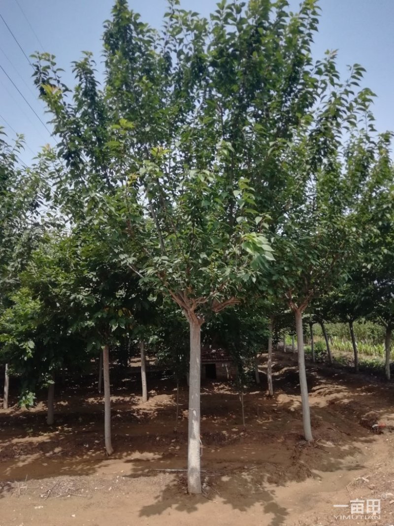 樱花树小苗一25公分
