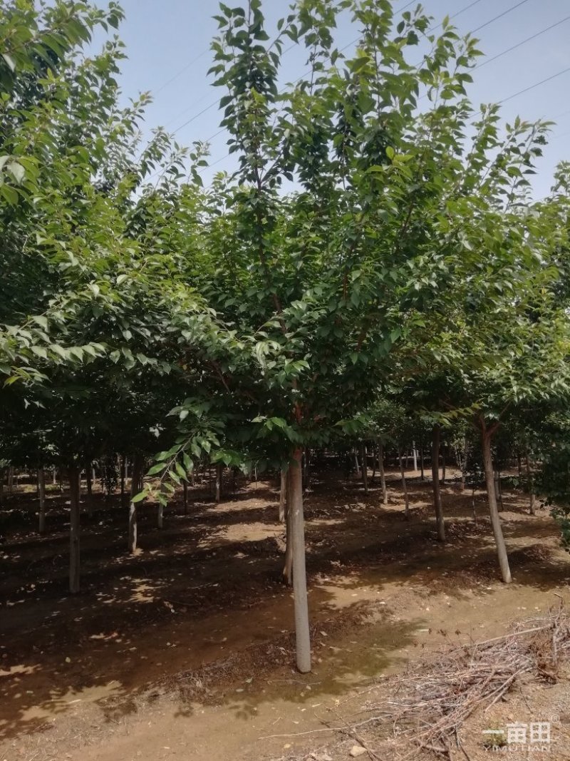 樱花树小苗一25公分