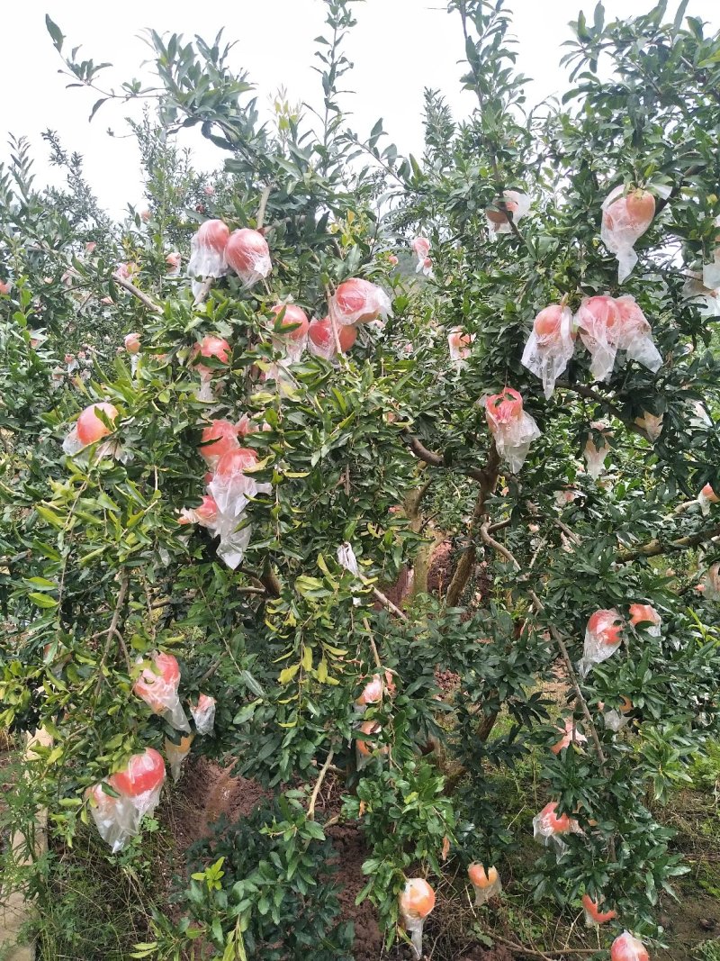 石榴