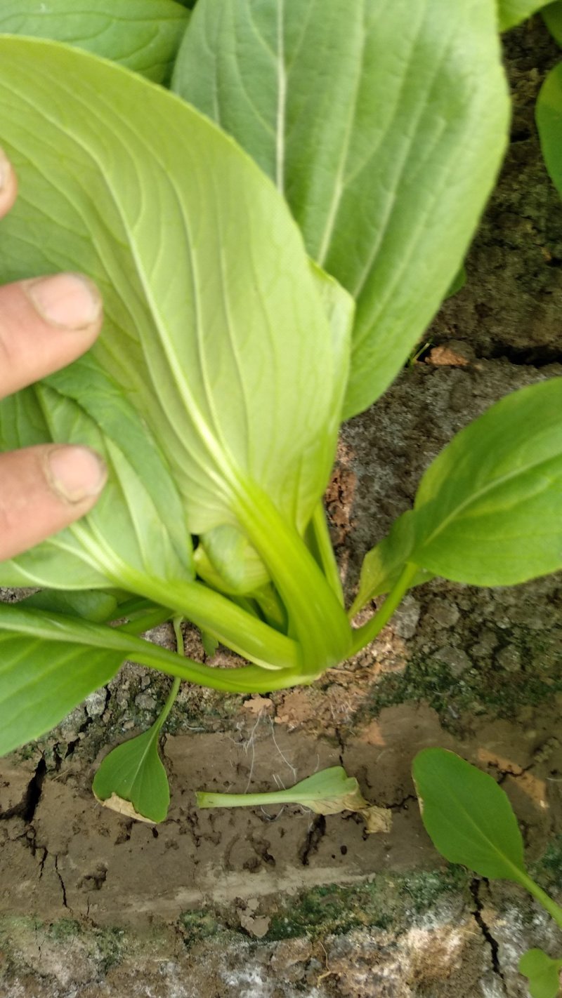 上海青江苏小青蔬菜小油菜货源稳定品质保障长期供应