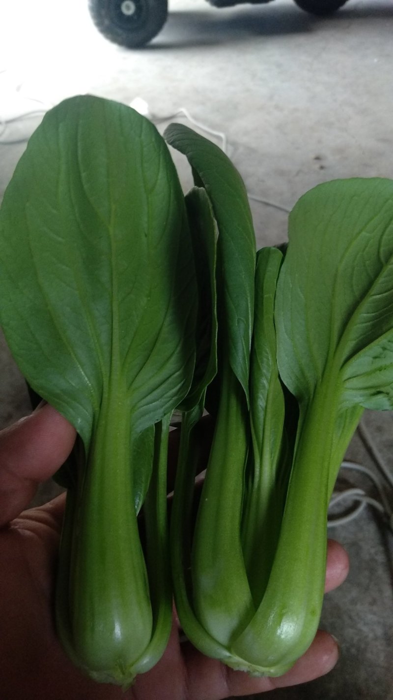 上海青江苏小青蔬菜小油菜货源稳定品质保障长期供应
