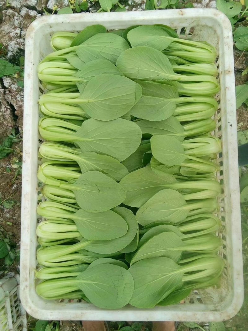 上海青江苏小青蔬菜小油菜货源稳定品质保障长期供应