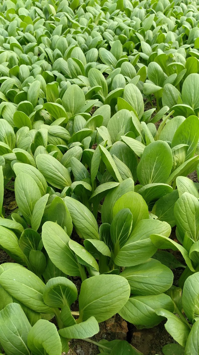 上海青江苏小青蔬菜小油菜货源稳定品质保障长期供应