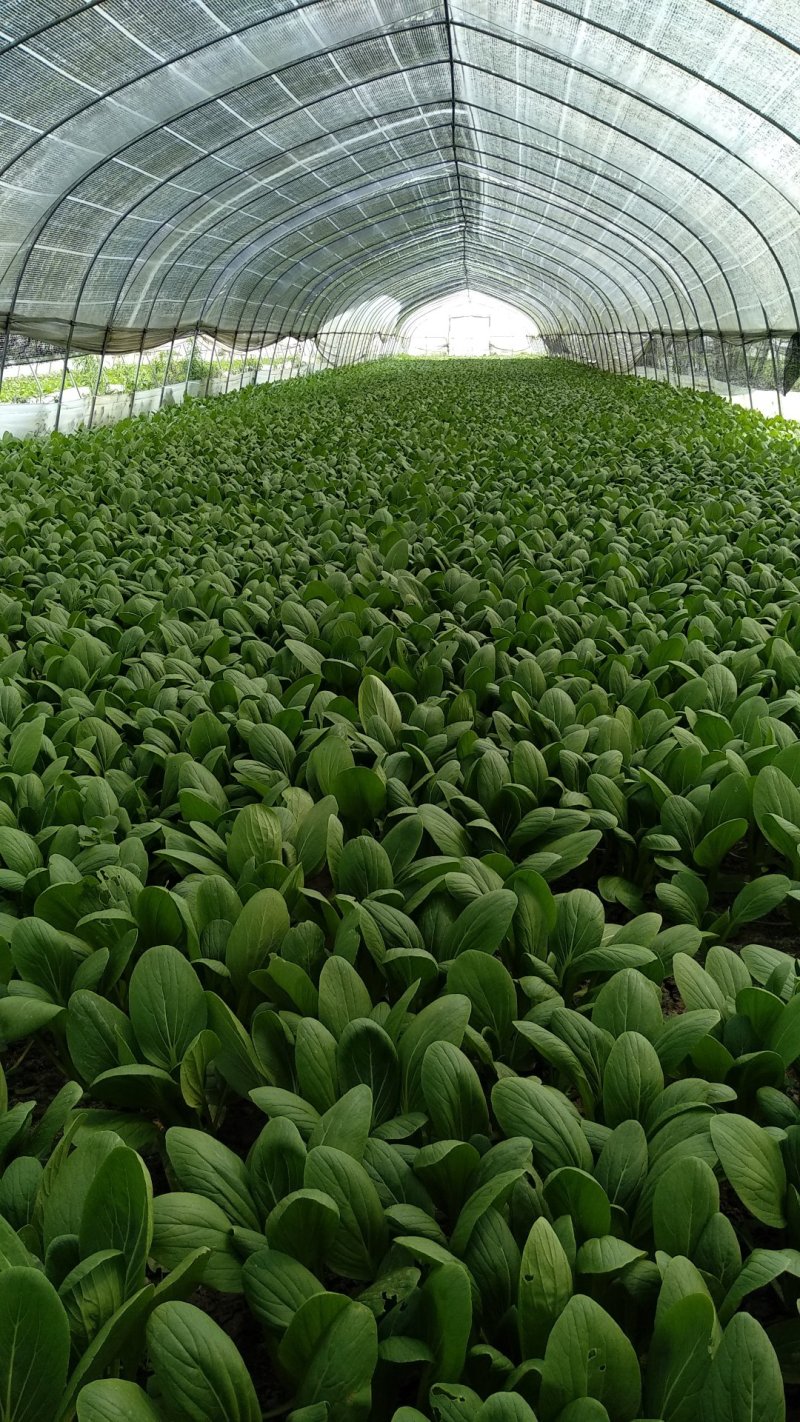 上海青江苏小青蔬菜小油菜货源稳定品质保障长期供应