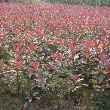 红叶石楠地苗2O万株