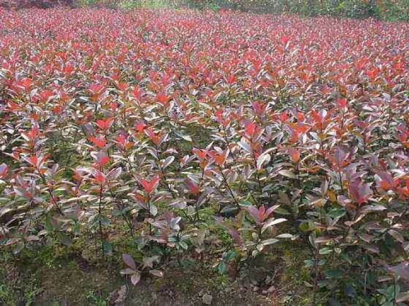 红叶石楠地苗2O万株