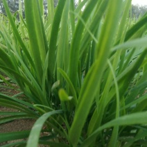 即墨移风韭菜远近闻名，采用沽河甜水浇灌，韭香味正，