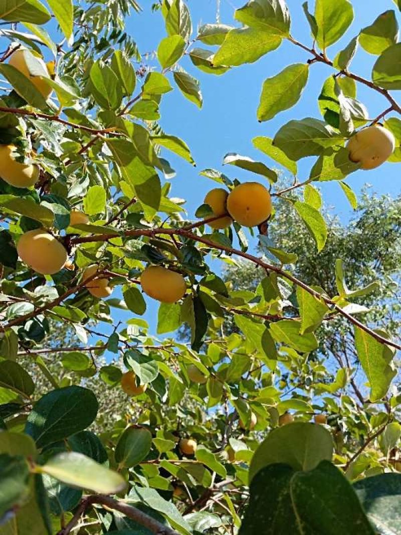 苗圃现挖甜柿子树苗脆甜柿子次郎树苗品种包纯包成活