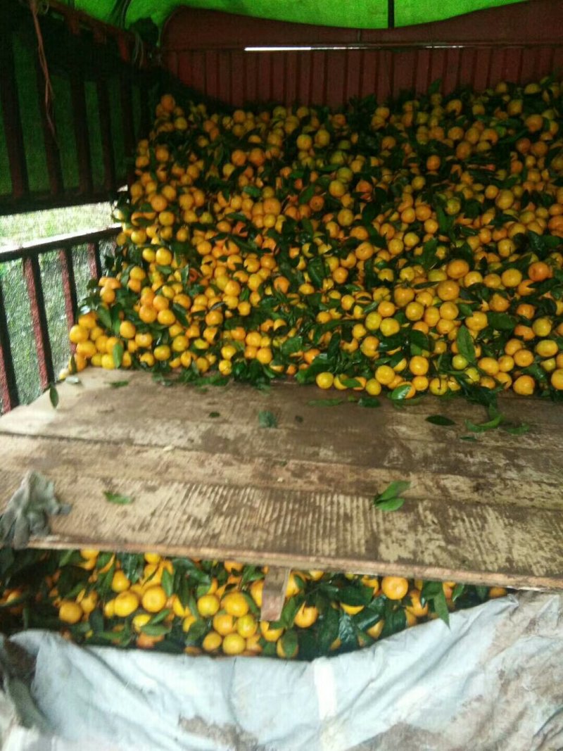 丹江口蜜橘不同规格果园直采