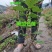 黑加仑苗。基地直发。价格低。成活率高。服务好量大优惠。价