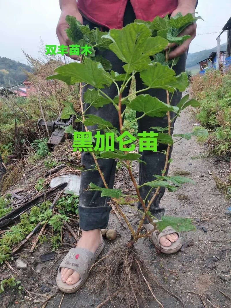 黑加仑苗。基地直发。价格低。成活率高。服务好量大优惠。价