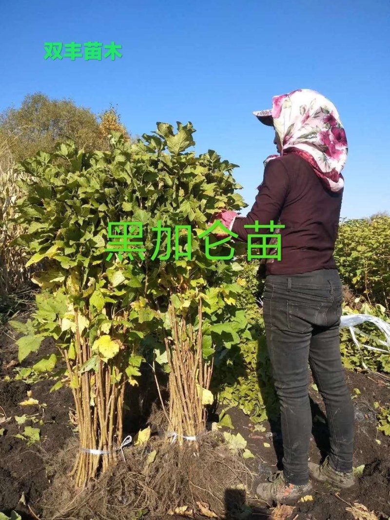 黑加仑苗。基地直发。价格低。成活率高。服务好量大优惠。价
