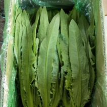 油麦菜30~35厘米以上