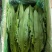 油麦菜30~35厘米以上