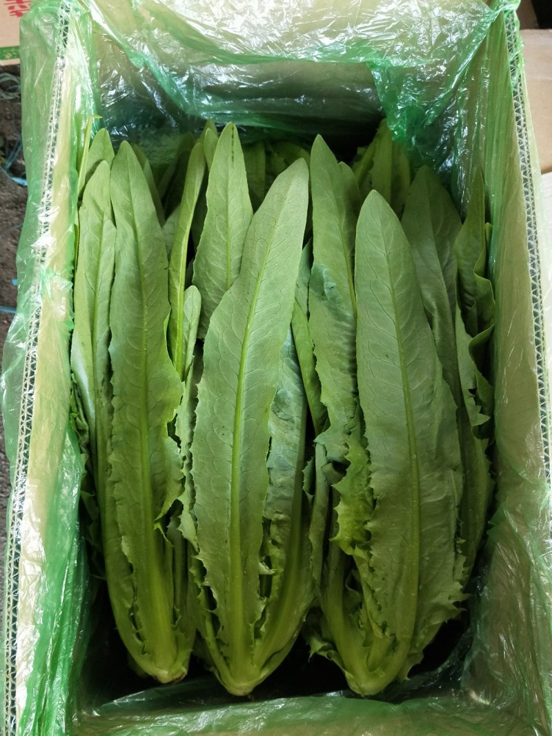 油麦菜30~35厘米以上