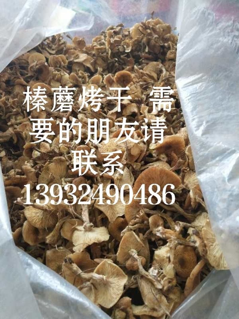 供承德绿色野生蘑菇