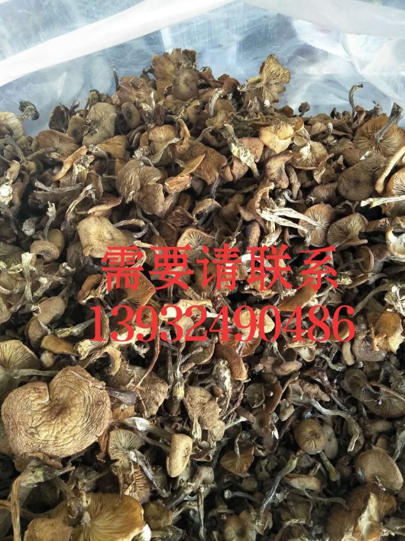 供承德绿色野生蘑菇