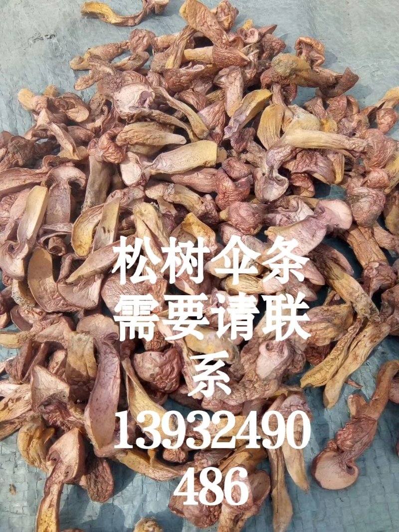 供承德绿色野生蘑菇