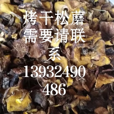 供承德绿色野生蘑菇