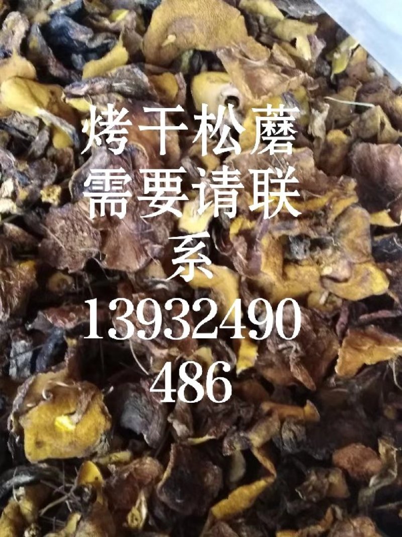 供承德绿色野生蘑菇