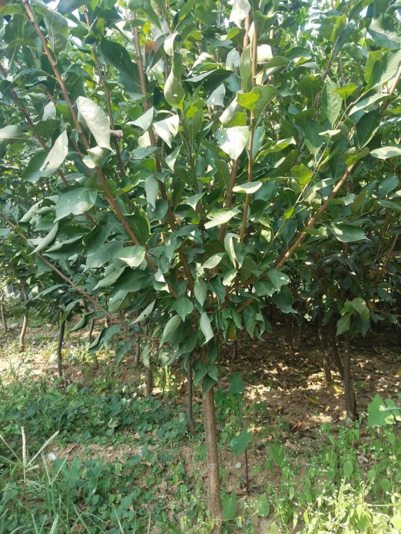 苗圃现挖李子树苗恐龙蛋味帝法兰西黄金奈李玫瑰皇后