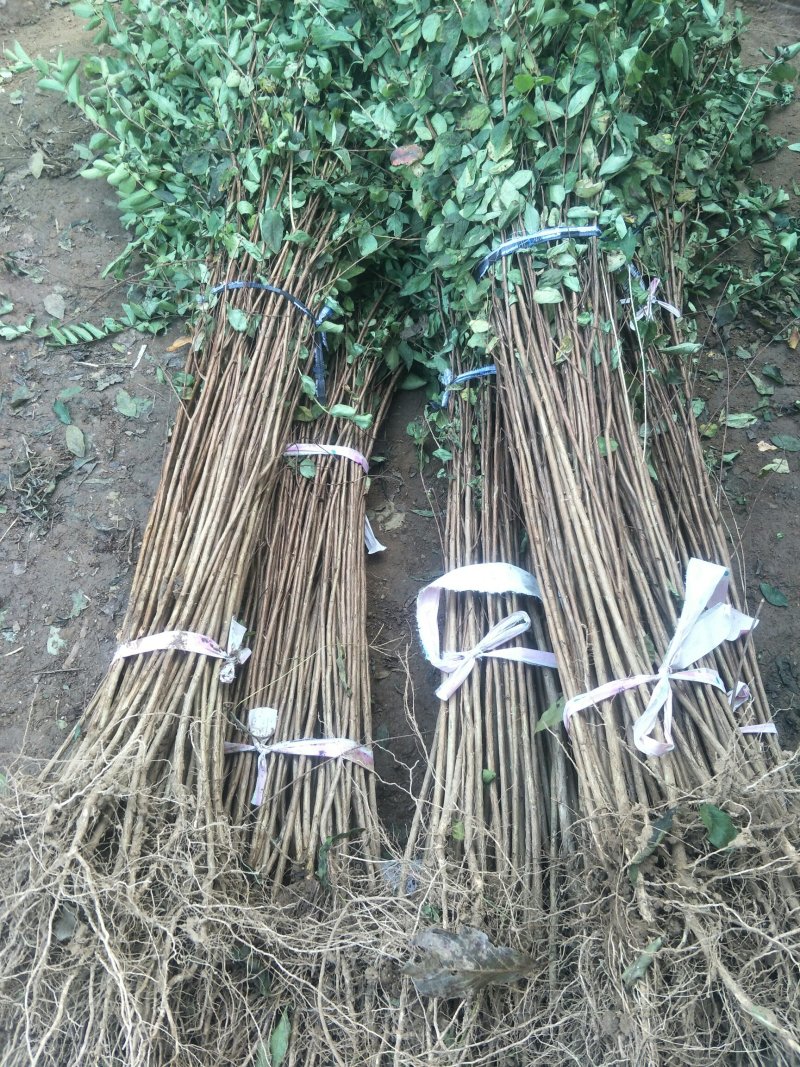 紫薇，占地拆迁紫薇苗