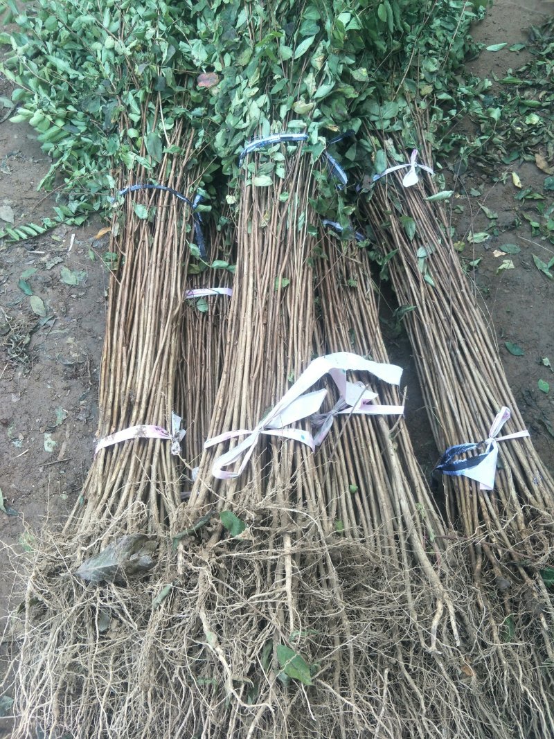 紫薇，占地拆迁紫薇苗
