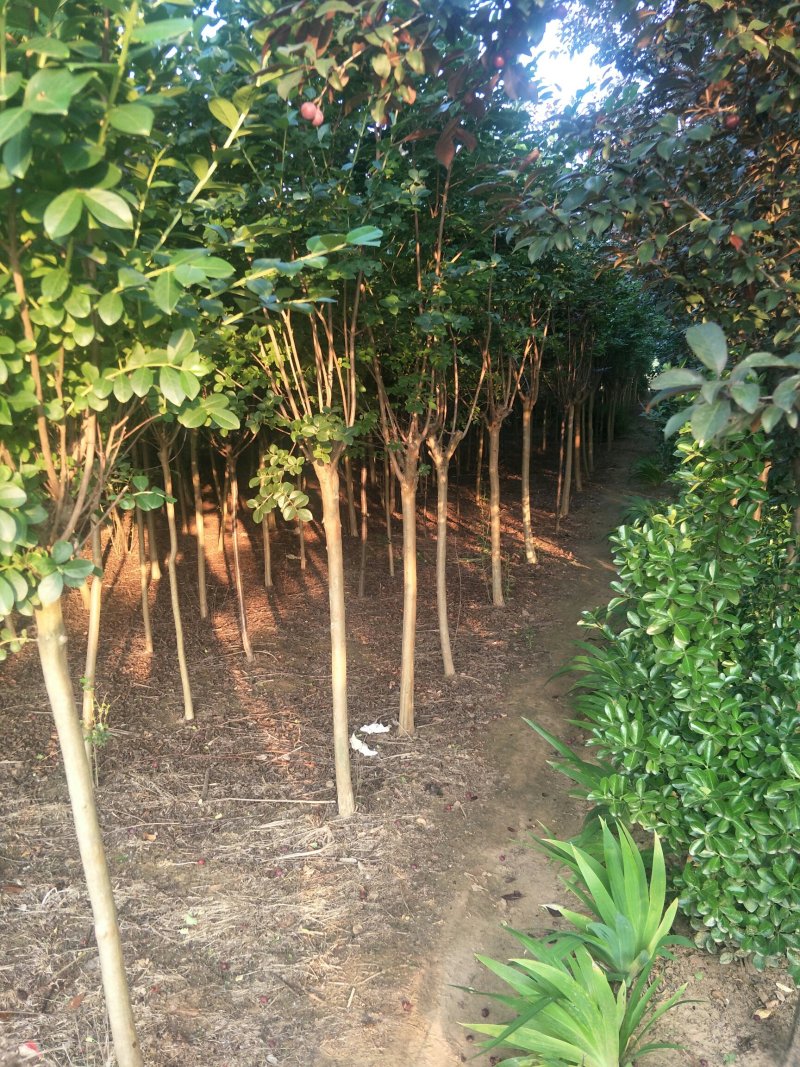 紫薇，占地拆迁紫薇苗