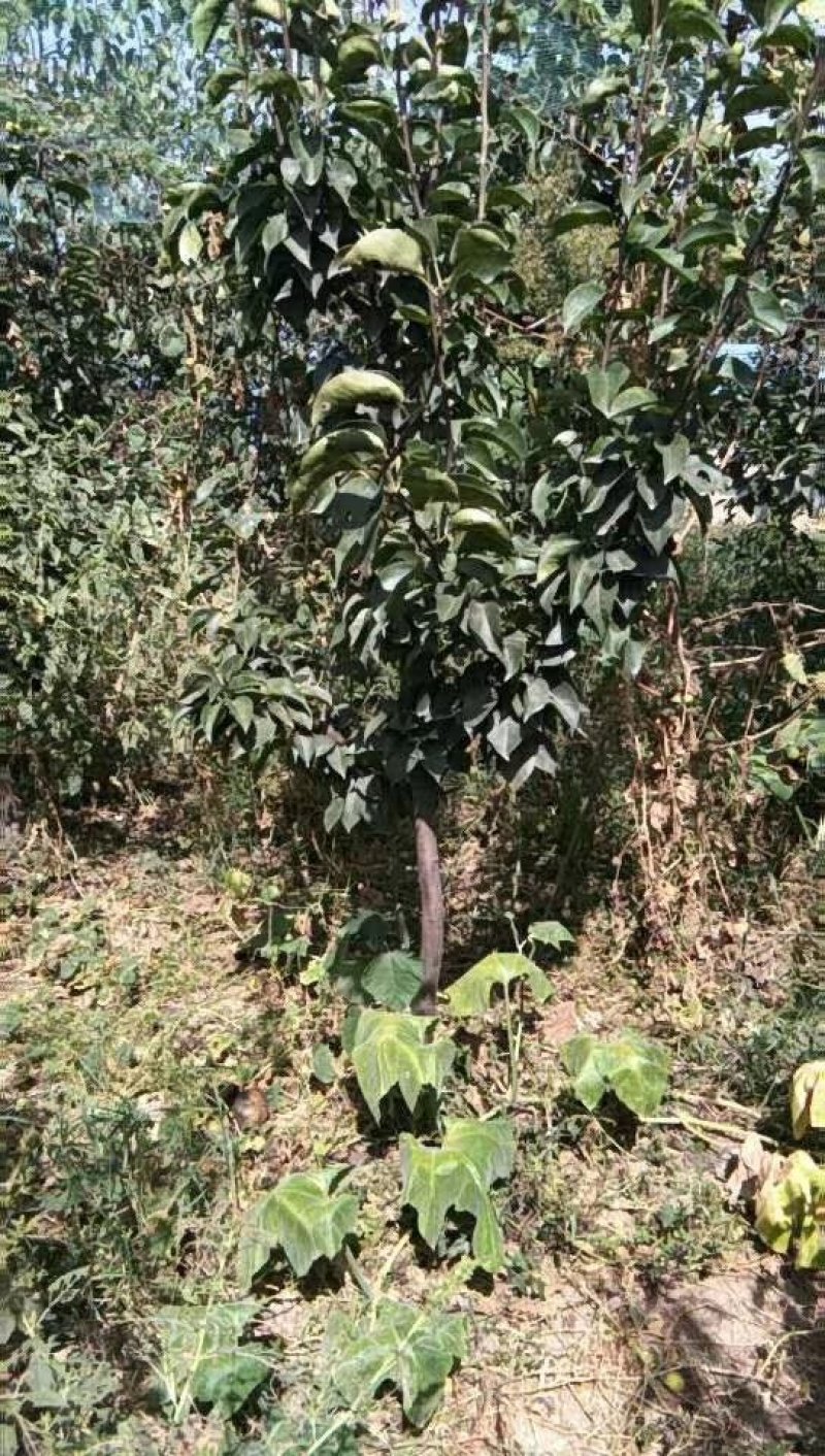 梨树6～8cm2.5~3米