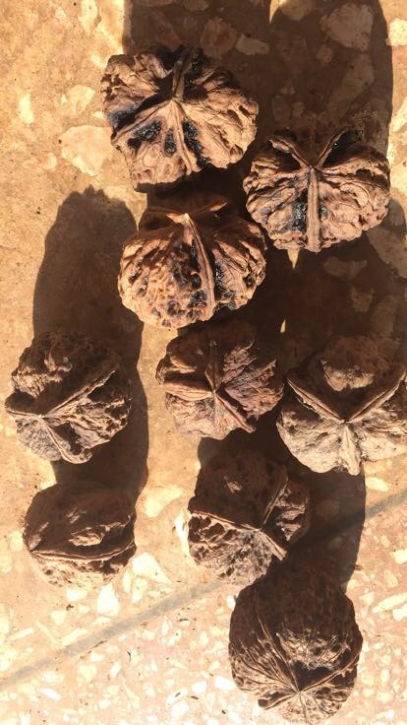 铁核桃大量出售铁核桃。