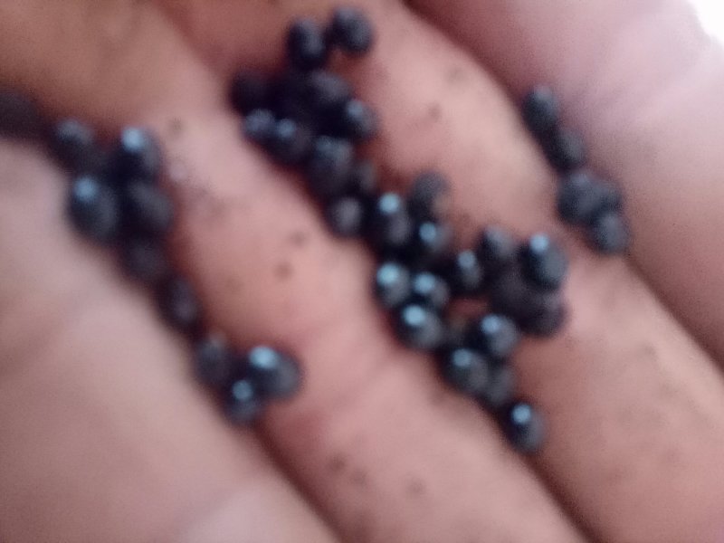 花椒种子
