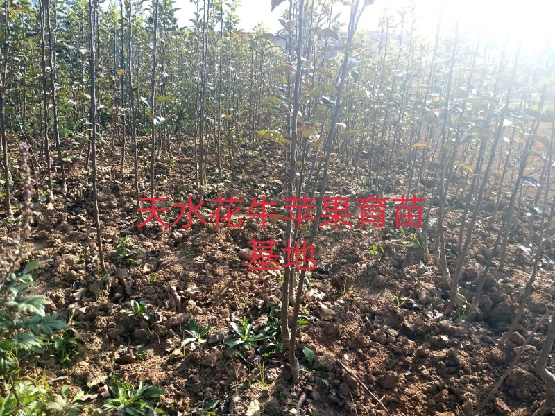 出售花牛苹果树苗天汪90-100cm