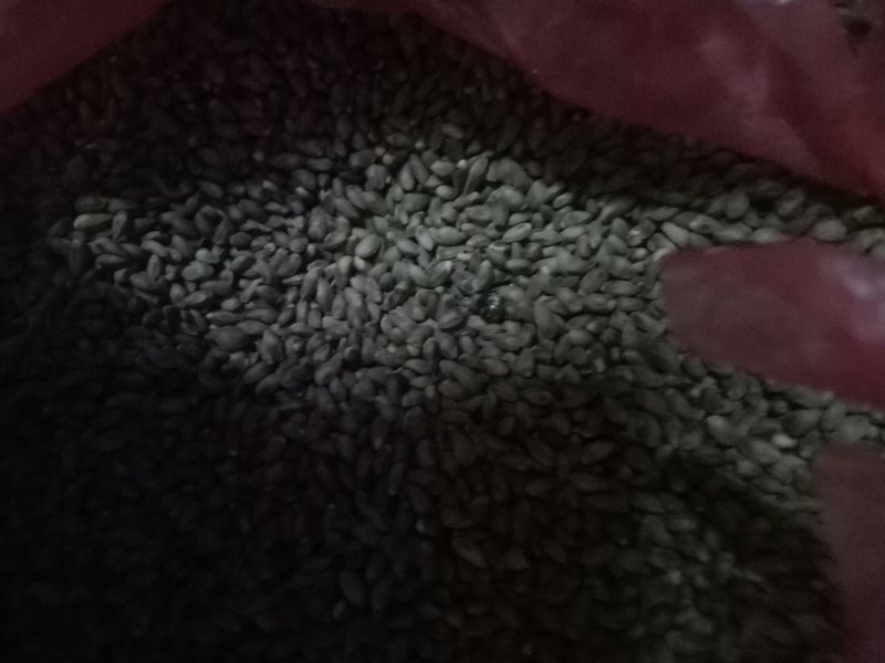 柏树种子