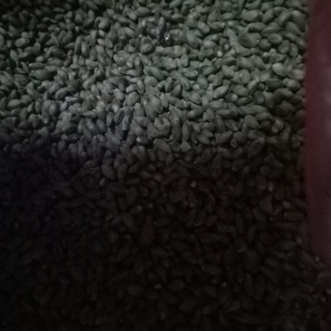 柏树种子