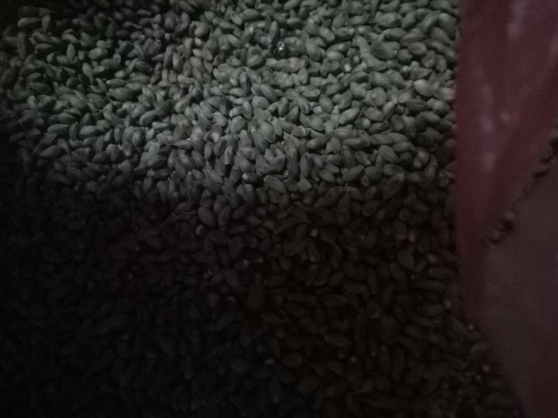 柏树种子
